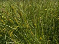 Carex vesicaria 2, Blaaszegge, Saxifraga-Jan Van der Straaten