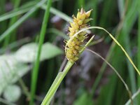 Carex vesicaria 3, Blaaszegge, Saxifraga-Rutger Barendse