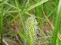 Carex vesicaria 4, Blaaszegge, Saxifraga-Jasenka Topic
