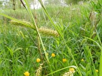 Carex vesicaria 9, Blaaszegge, Saxifraga-Rutger Barendse