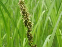 Carex vulpina 4, Voszegge, Saxifraga-Jasenka Topic