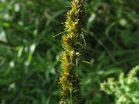 Carex vulpinoidea