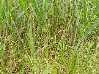 Carex vulpinoidea 3, Ribbelzegge, Saxifraga-Rutger Barendse
