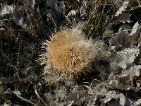 Carlina acanthifolia