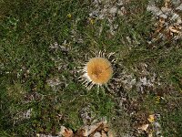 Carlina acanthifolia 15, Saxifraga-Dirk Hilbers