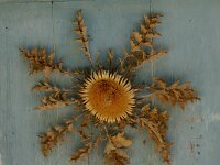 Carlina acanthifolia 16, Saxifraga-Dirk Hilbers
