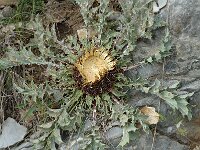 Carlina acanthifolia 2, Saxifraga-Jan van der Straaten