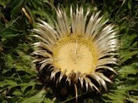 Carlina acanthifolia 3, Saxifraga-Jasenka Topic
