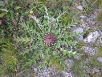 Carlina acanthifolia 5, Saxifraga-Jasenka Topic