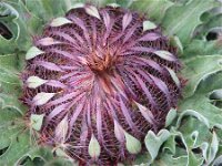 Carlina acanthifolia 6, Saxifraga-Jasenka Topic