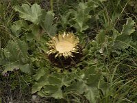 Carlina acanthifolia 8, Saxifraga-Jan van der Straaten