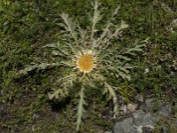 Carlina acanthifolia ssp cynara 10, Saxifraga-Willem van Kruijsbergen