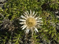 Carlina acaulis ssp acaulis 5, Saxifraga-Jan van der Straaten