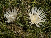 Carlina acaulis ssp acaulis 7, Saxifraga-Willem van Kruijsbergen