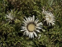 Carlina acaulis ssp acaulis 8, Saxifraga-Willem van Kruijsbergen