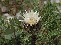 Carlina acaulis ssp caulescens
