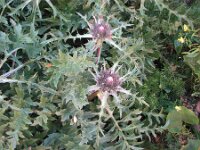 Carlina acaulis ssp simplex