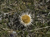 Carlina acaulis, Stemless Thistle