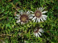 Carlina acaulis 3, Saxifraga-Ed Stikvoort
