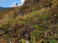 Carlina acaulis 7, Saxifraga-Ed Stikvoort