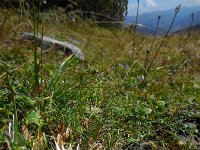 Carlina acaulis 8, Saxifraga-Ed Stikvoort
