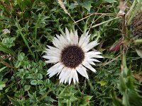 Carlina acaulis 9, Saxifraga-Simone van Velzen