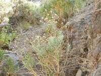 Carlina canariensis