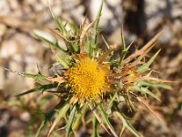 Carlina corymbosa ssp graeca 2, Saxifraga-Sonja Bouwman  Z9. Greek carline thistle - Carlina corymbosa ssp. graeca - Asteraceae familie