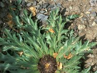 Carlina cynara