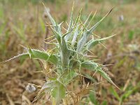 Carlina lanata