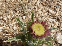 Carlina lanata 2, Saxifraga-Jasenka Topic
