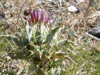 Carlina lanata 3, Saxifraga-Jasenka Topic