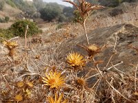 Carlina racemosa 2, Saxifraga-Ed Stikvoort