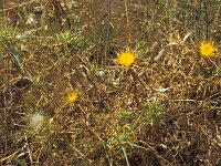 Carlina racemosa 8, Saxifraga-Piet Zomerdijk
