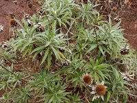 Carlina salicifolia
