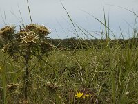Carlina vulgaris, Carline Thistle