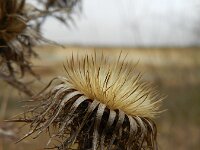 Carlina vulgaris 16, Driedistel, Saxifraga-Rutger Barendse