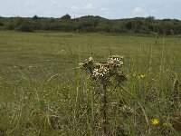 Carlina vulgaris 2, Driedistel, Saxifraga-Marijke Verhagen