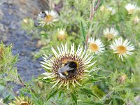 Carlina vulgaris 20, Driedistel, Saxifraga-Rutger Barendse