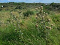 Carlina vulgaris 23, Driedistel, Saxifraga-Ed Stikvoort