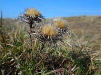 Carlina vulgaris 24, Driedistel, Saxifraga-Ed Stikvoort