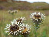 Carlina vulgaris 26, Driedistel, Saxifraga-Ed Stikvoort