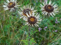 Carlina vulgaris 27, Driedistel, Saxifraga-Ed Stikvoort