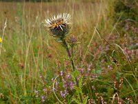 Carlina vulgaris 29, Driedistel, Saxifraga-Ed Stikvoort