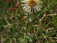 Carlina vulgaris 3, Driedistel, Saxifraga-Jan van der Straaten