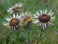 Carlina vulgaris 30, Driedistel, Saxifraga-Ed Stikvoort