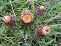 Carlina vulgaris 36, Driedistel, Saxifraga-Rutger Barendse