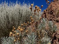 Carlina xeranthemoides