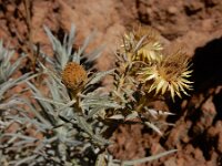 Carlina xeranthemoides 11, Saxifraga-Ed Stikvoort