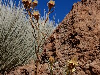 Carlina xeranthemoides 6, Saxifraga-Ed Stikvoort